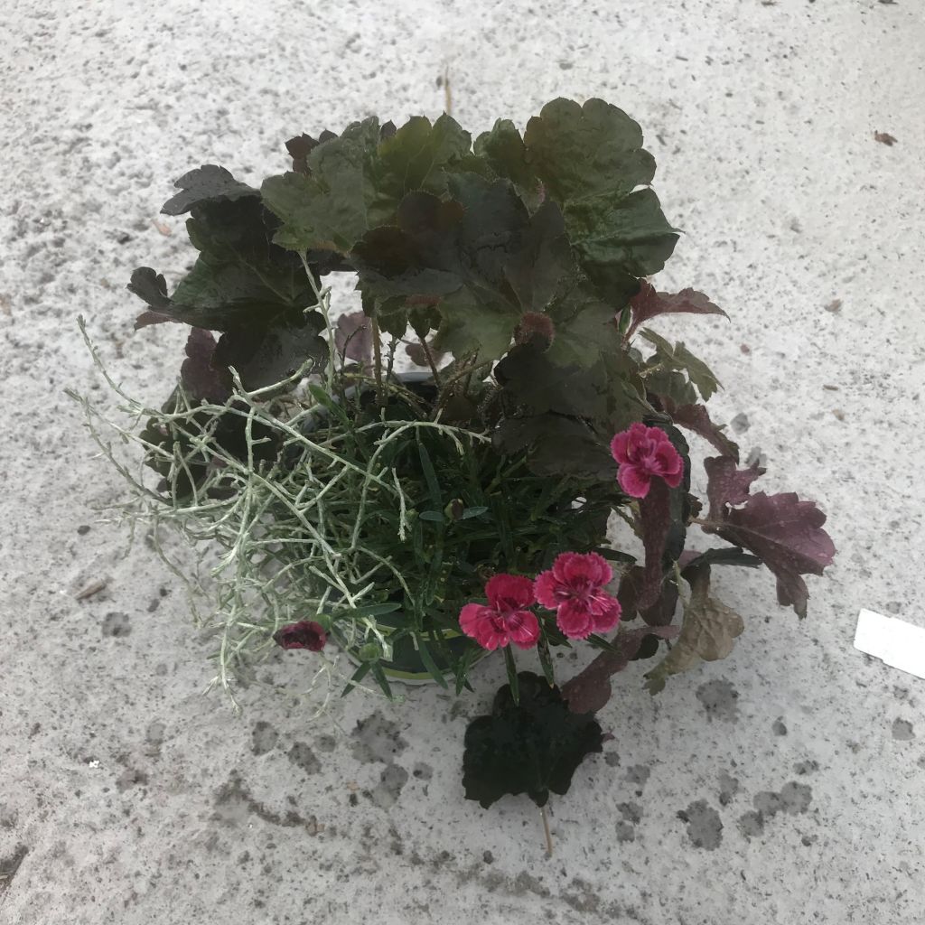 Composition Morning Walk - Composition de 3 plantes