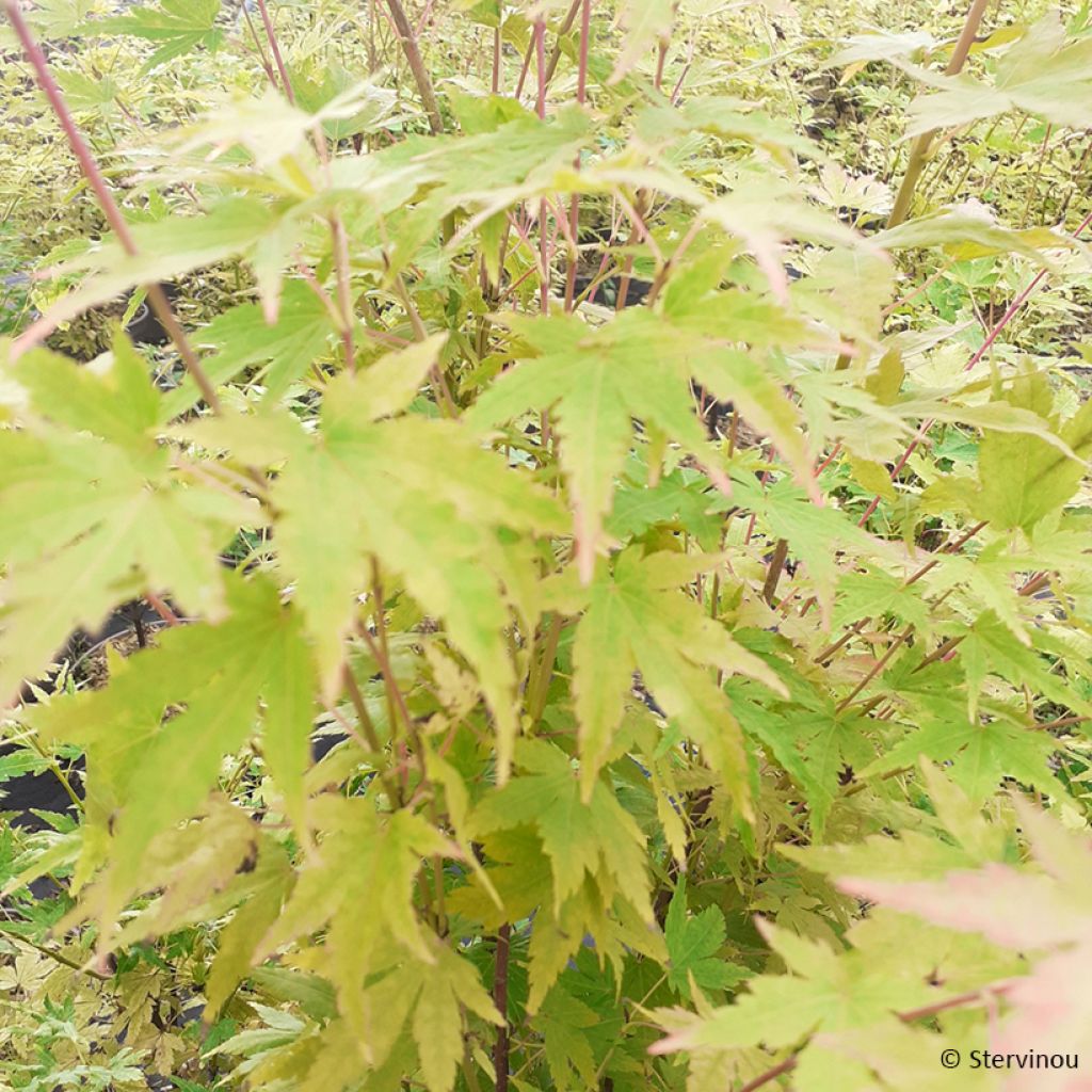 Erable du Japon Red Wood greffé