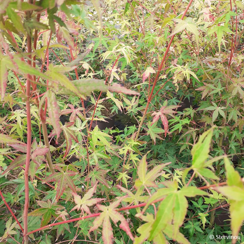 Erable du Japon Ueno Yama greffé