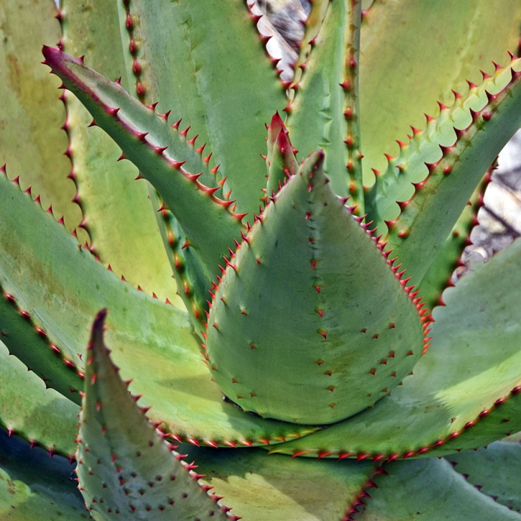 Aloès du Cap - Aloe ferox