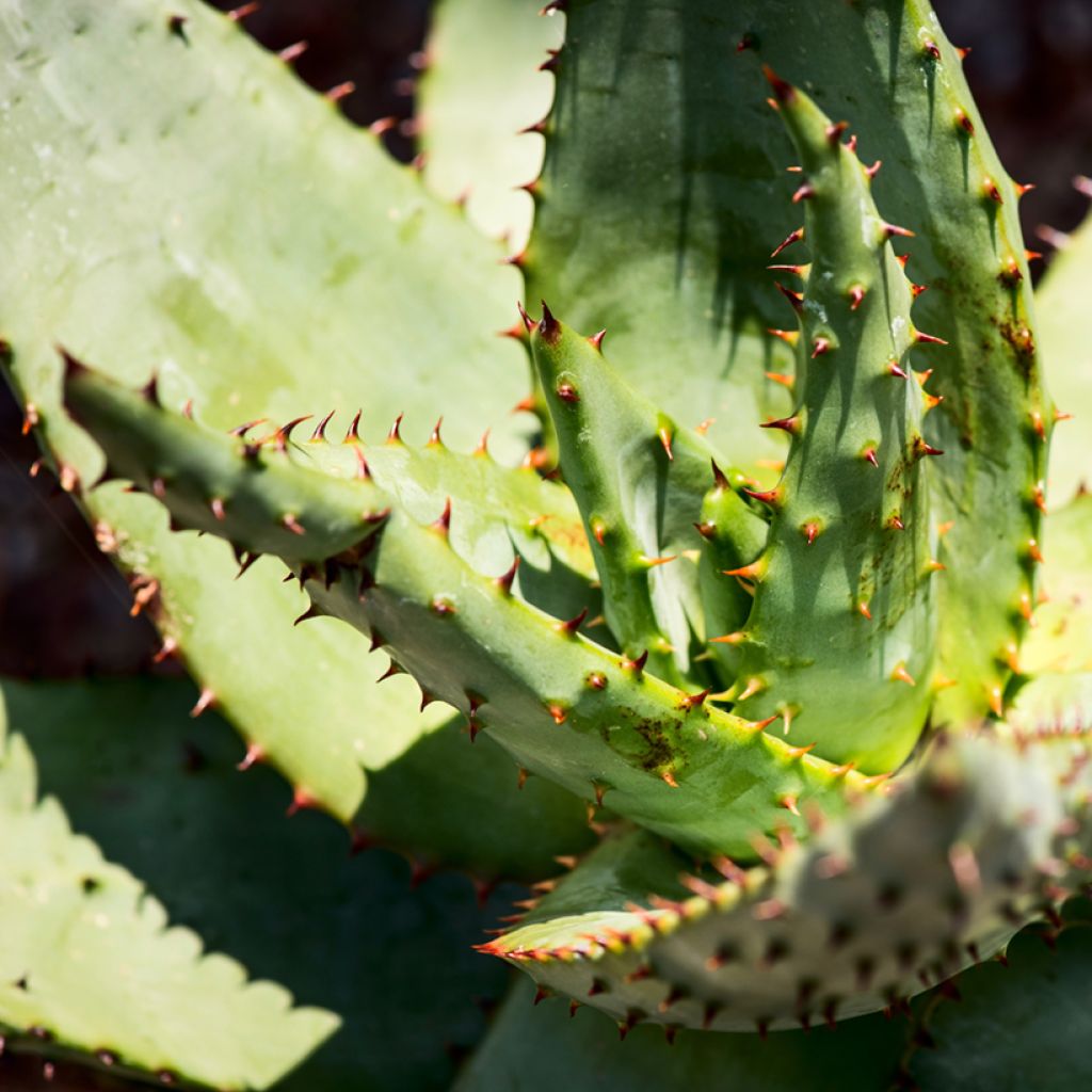 Aloès du Cap - Aloe ferox