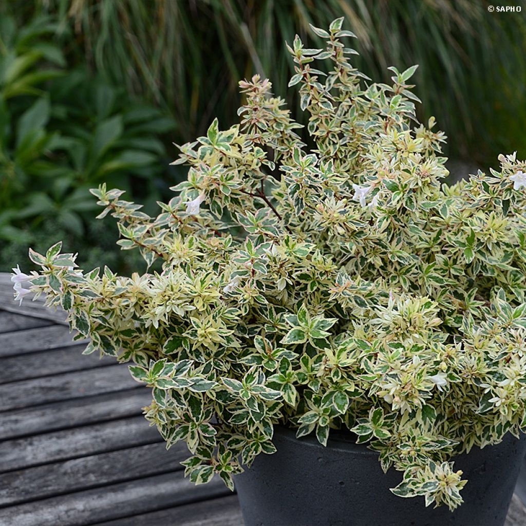 Abelia grandiflora Pink Lady - Abélia à grandes fleurs