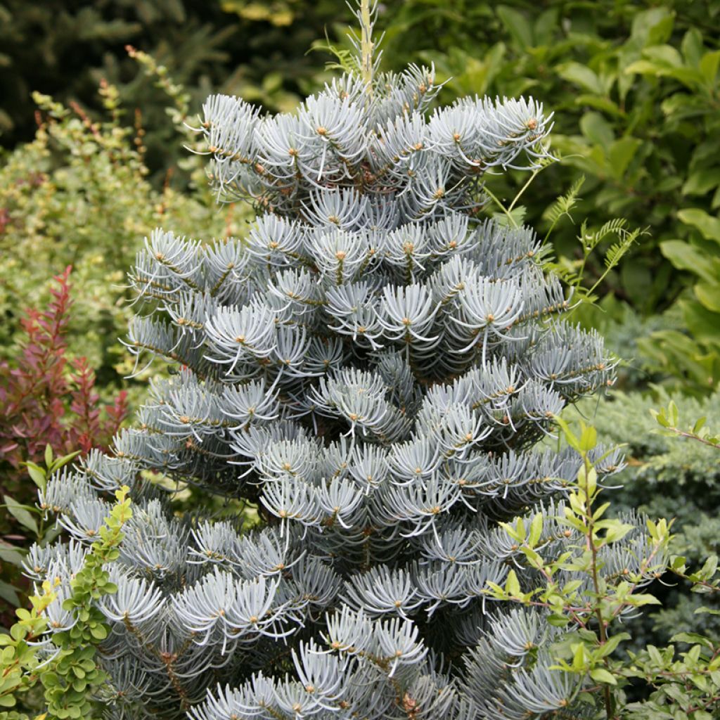 Sapin du Colorado nain - Abies concolor Compacta