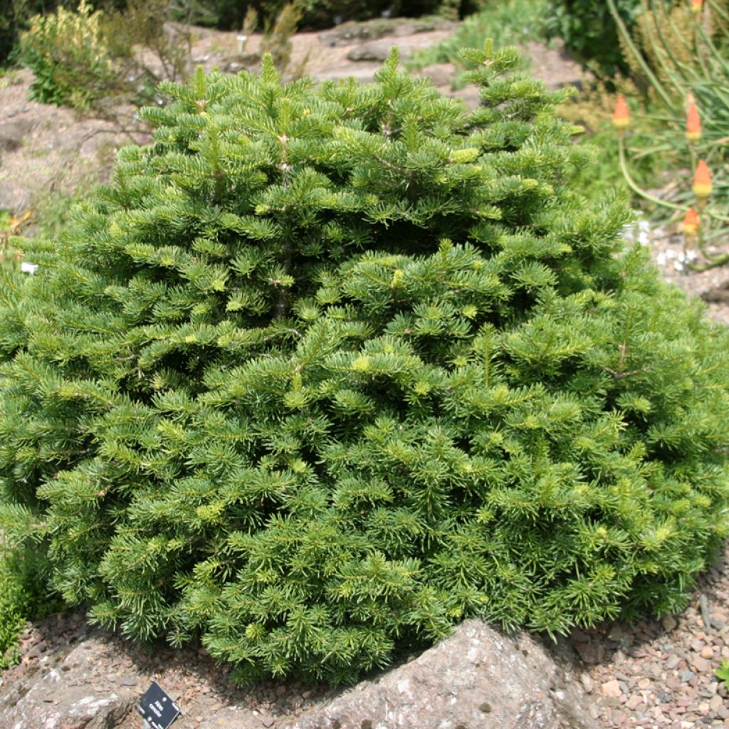 Sapin subalpin nain - Abies lasiocarpa Green Globe