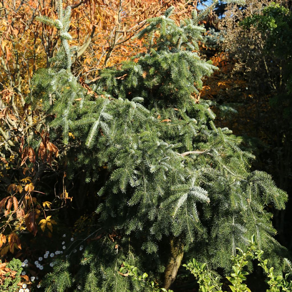 Sapin de Nordmann - Abies nordmanniana Pendula