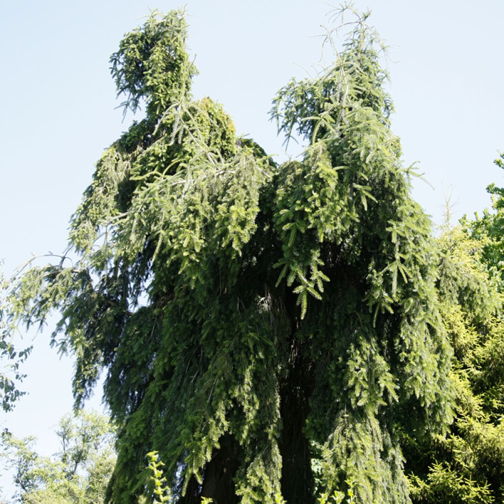 Sapin de Nordmann - Abies nordmanniana Pendula