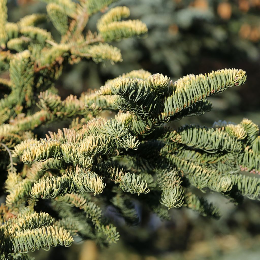 Sapin noble - Abies procera Sherwoodii