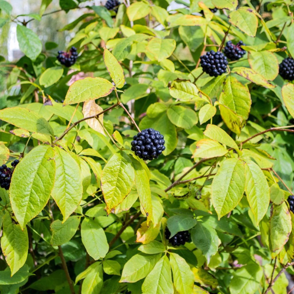 Acanthopanax henryi - Eleutherococcus