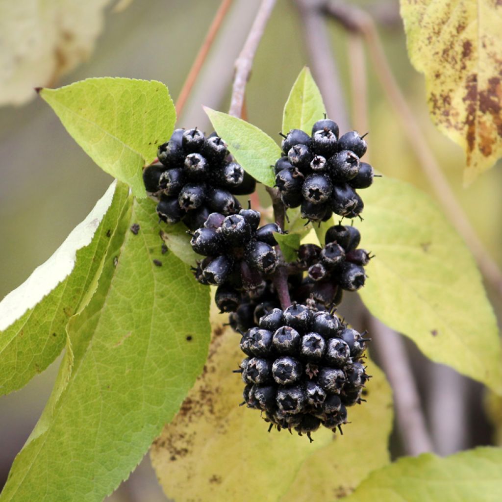 Acanthopanax henryi - Eleutherococcus