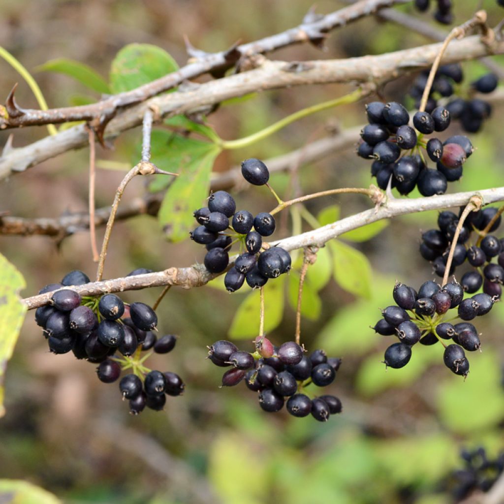 Acanthopanax henryi - Eleutherococcus