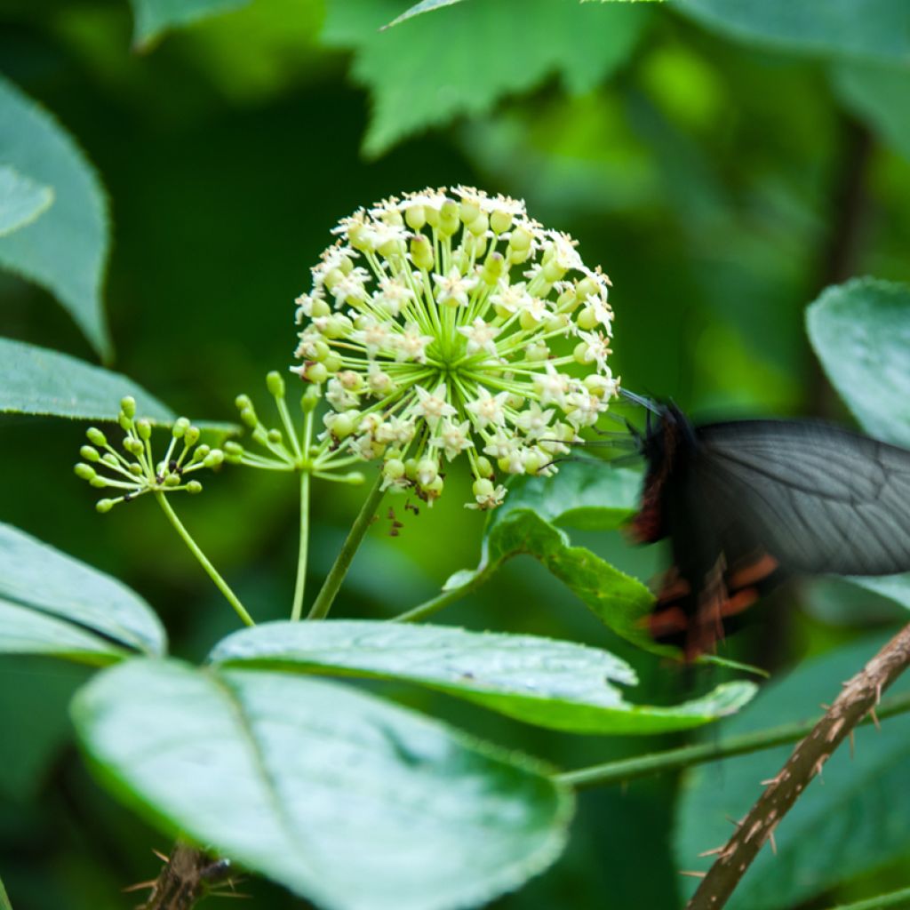 Acanthopanax henryi Nana - Eleutherococcus