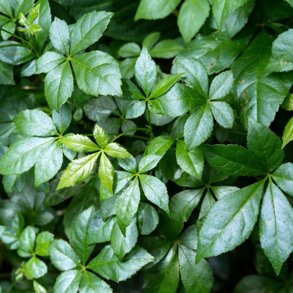 Acanthopanax henryi Nana - Eleutherococcus