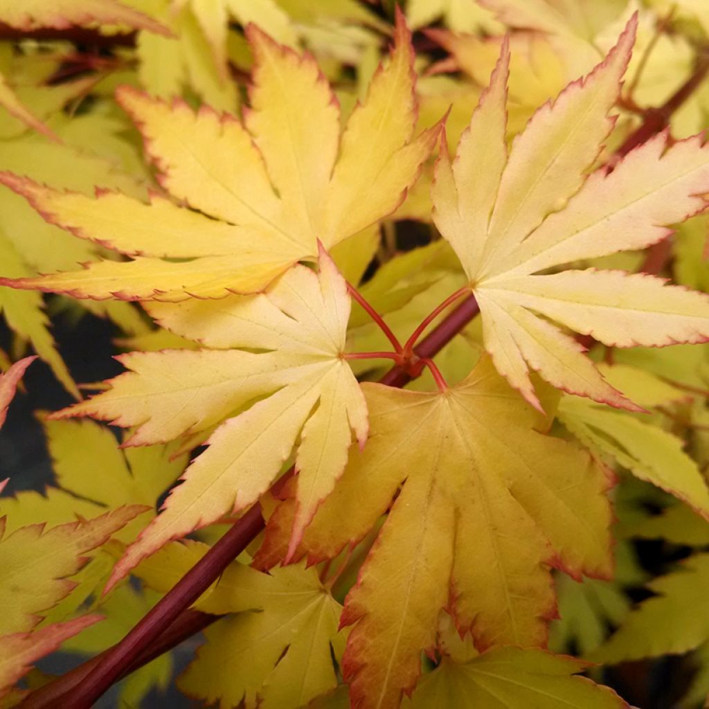 Acer palmatum Orange Dream