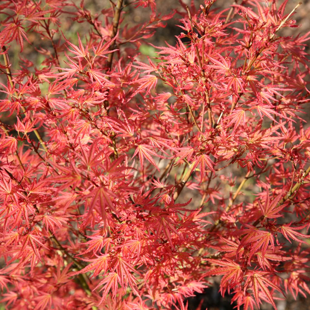 Erable du Japon - Acer palmatum Wilson's Pink Dwarf