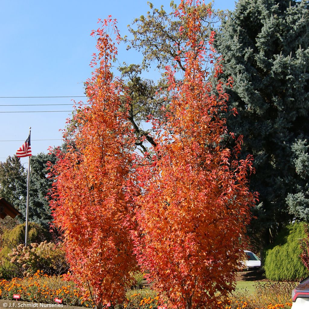 Acer rubrum Armstrong Gold - Erable rouge