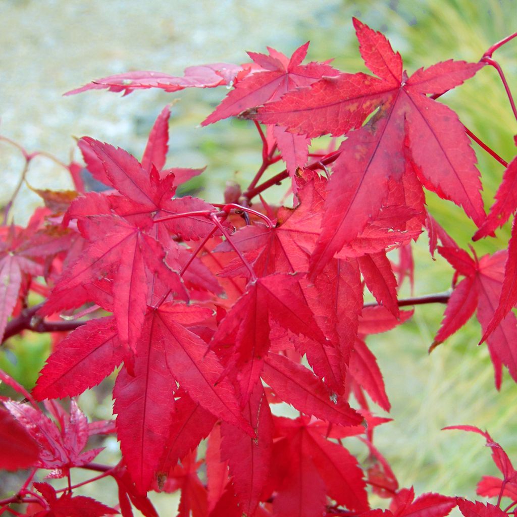 Érable du Japon - Acer palmatum Redwine