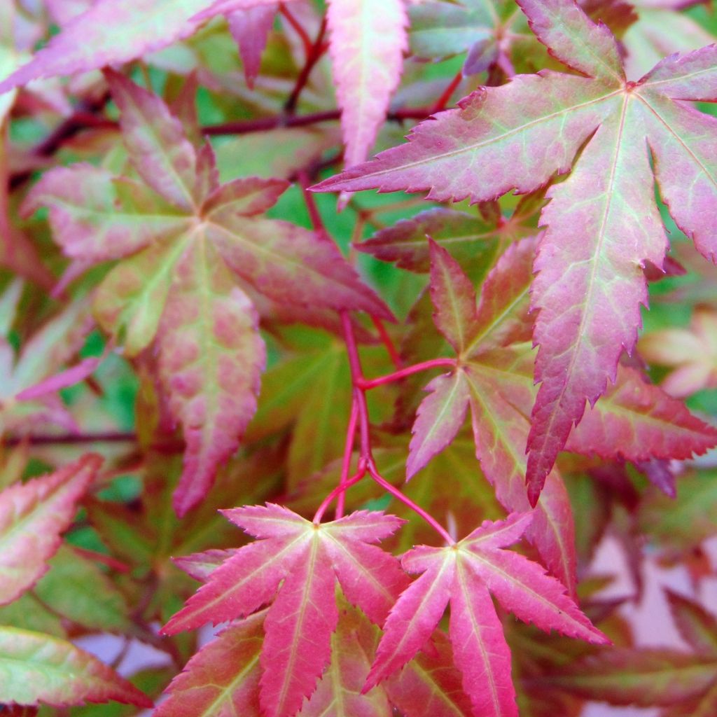 Érable du Japon - Acer palmatum Redwine