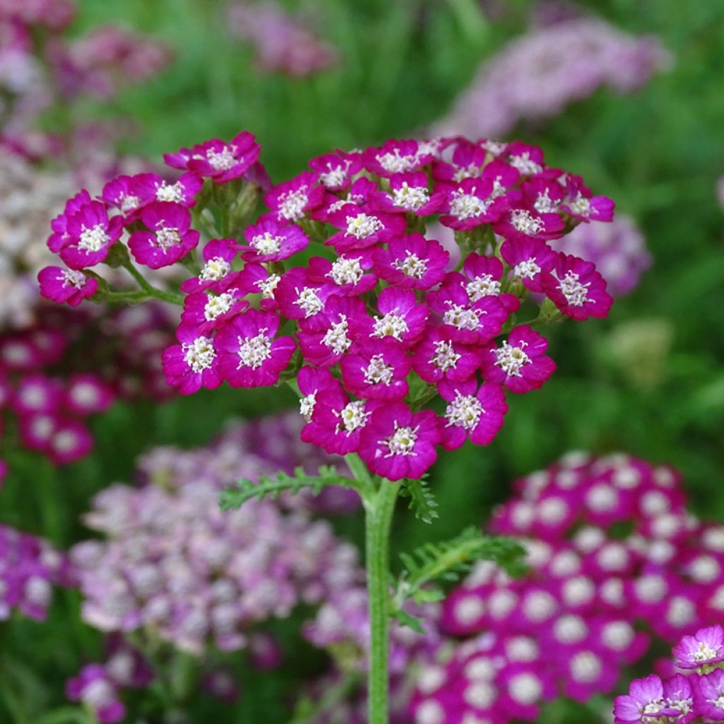 Achillée millefolium New Vintage Violet