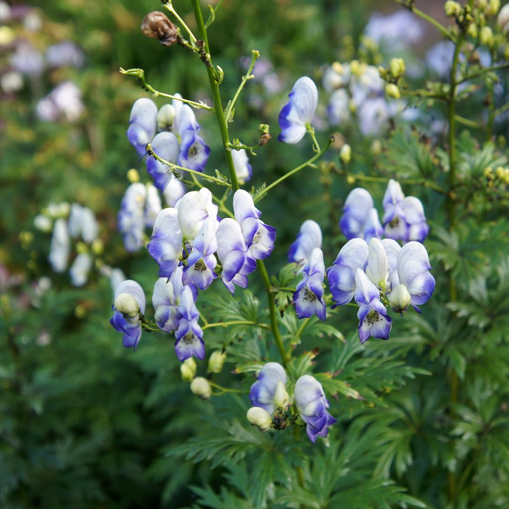 Aconit bleu et blanc - Aconitum cammarum Bicolor