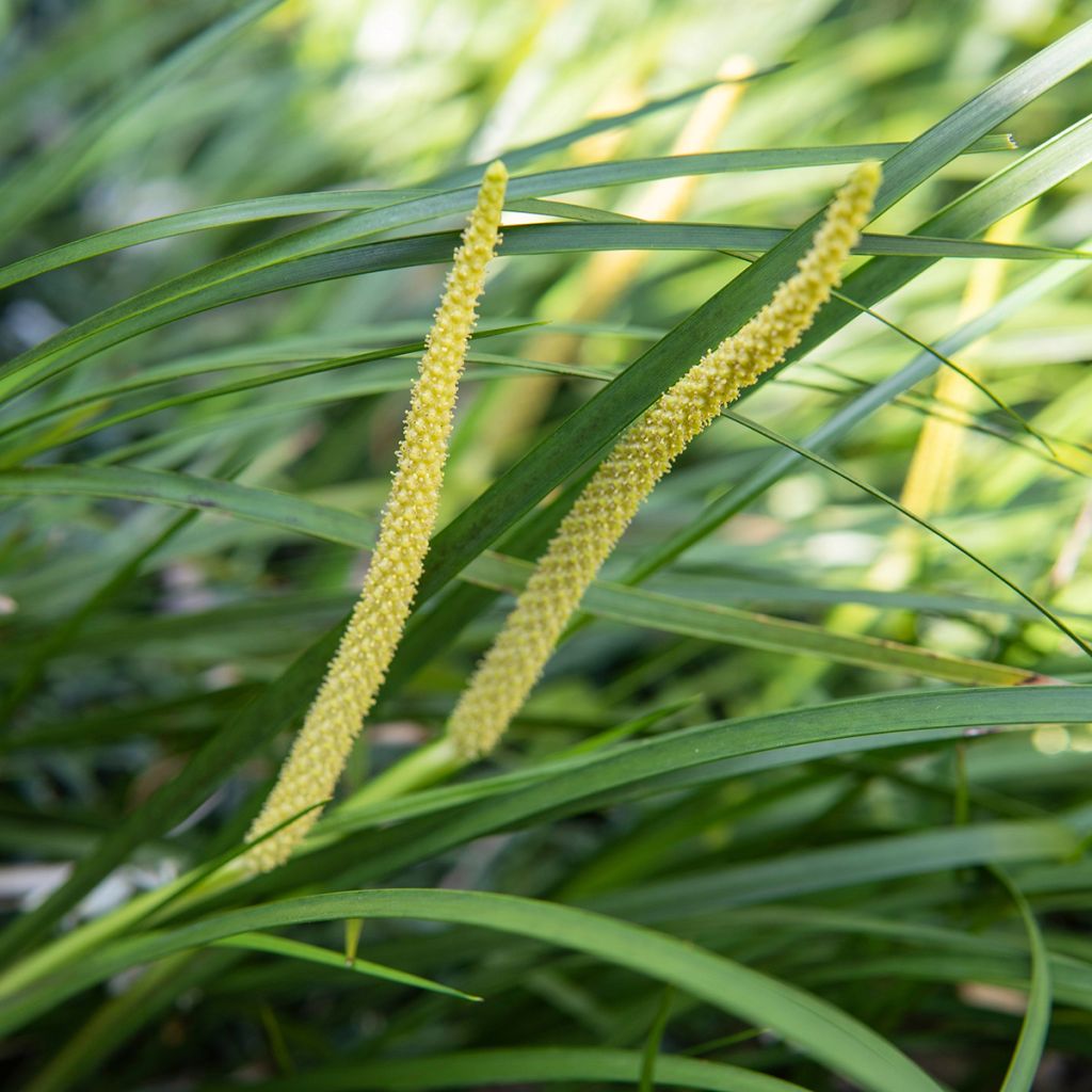 Acorus gramineus - Acore, jonc japonais