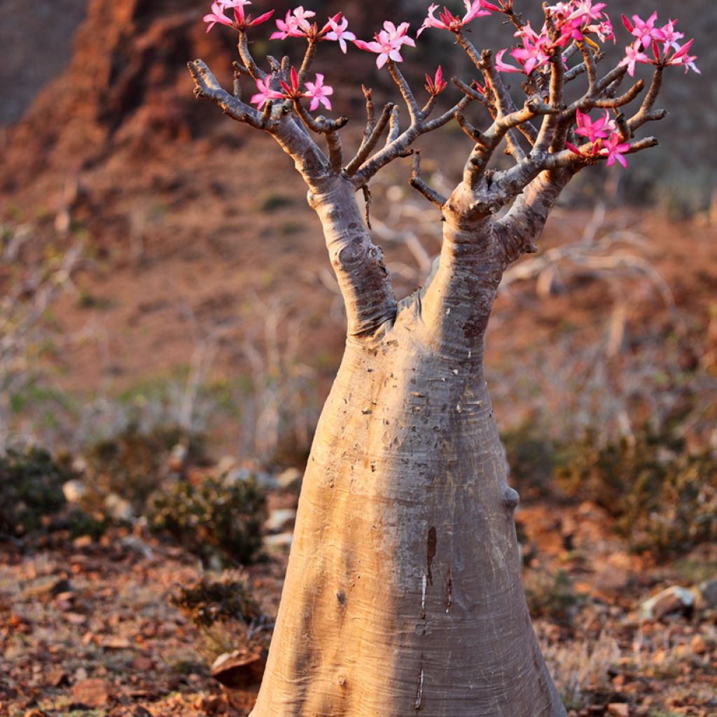 Adenium obesum - Rose du désert