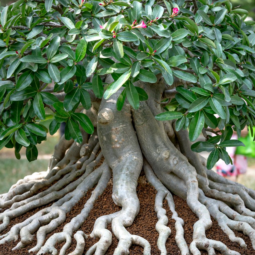 Adenium obesum - Rose du désert