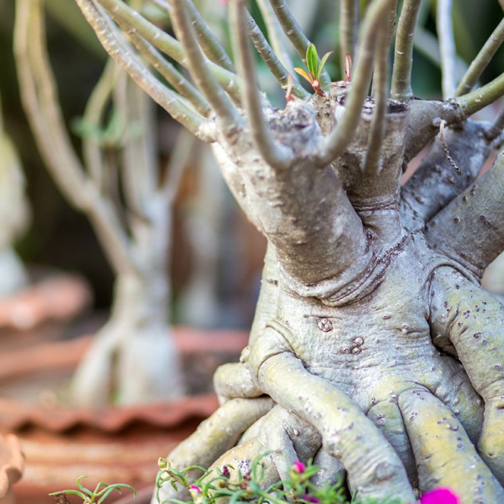 Adenium obesum - Rose du désert