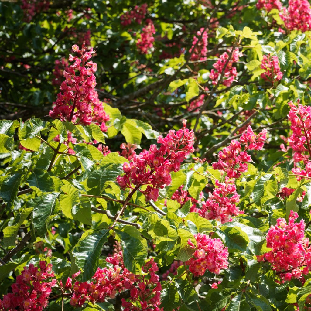Aesculus carnea Briotii - Marronnier à fleurs rouges
