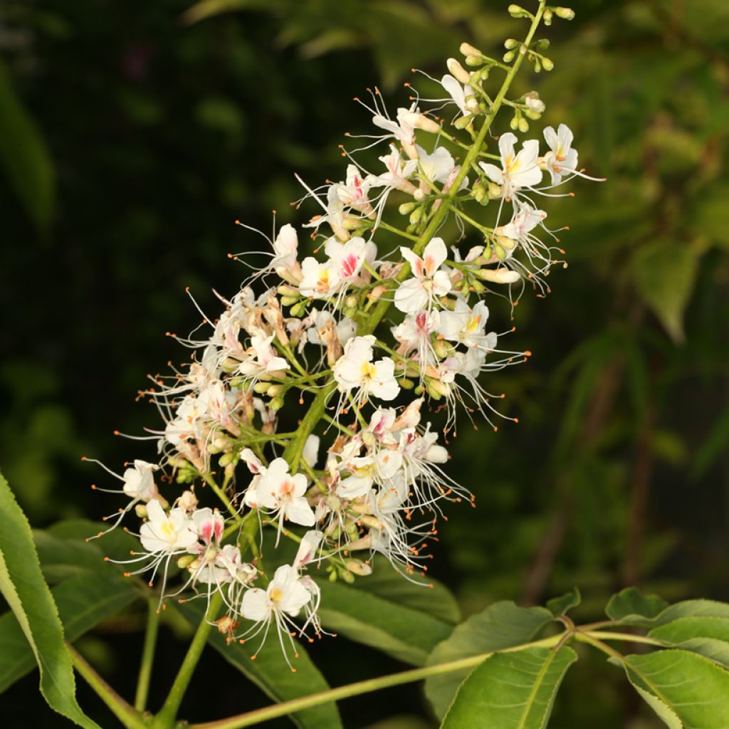 Aesculus chinensis - Marronnier de Chine