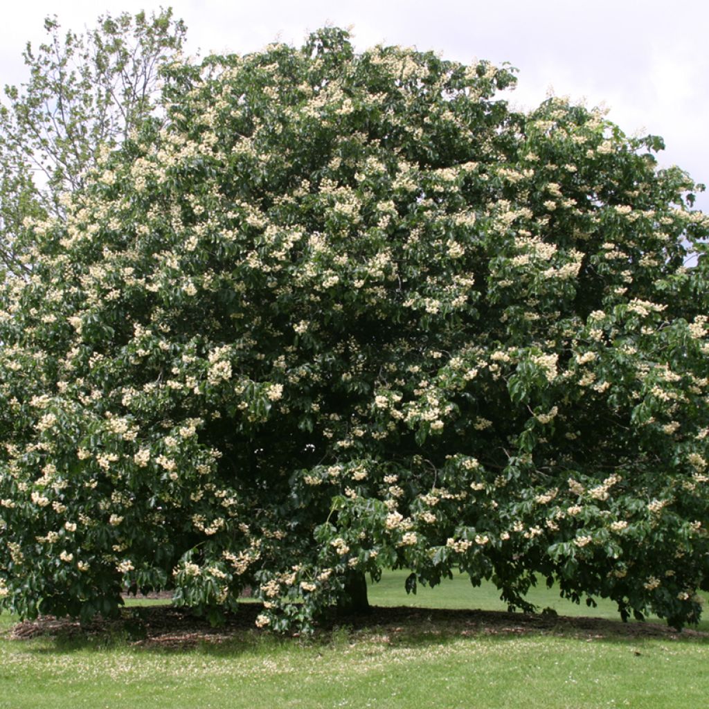Aesculus x dallimorei - Marronnier chimère de Dallimore