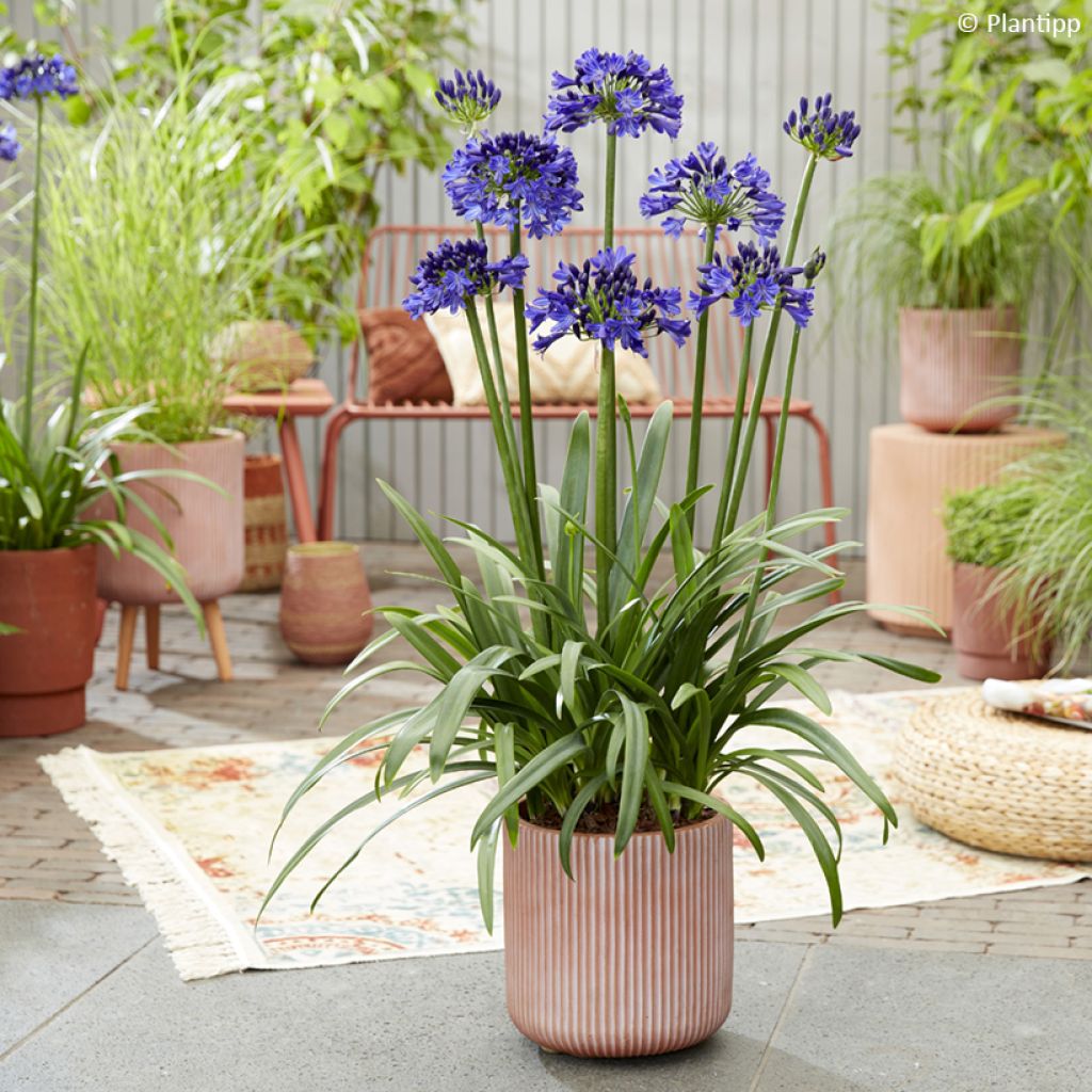 Agapanthe Midnight Sky