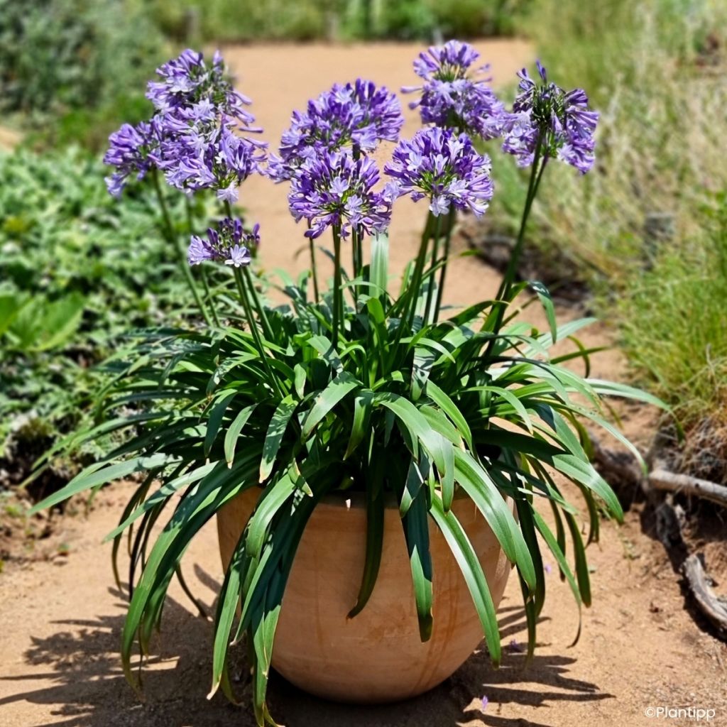 Agapanthe Everpanthus Midnight Moon