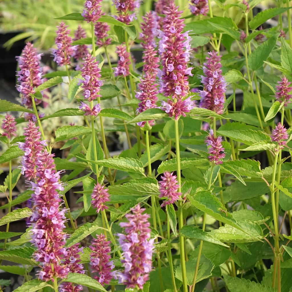 Agastache hybride Beelicious Purple