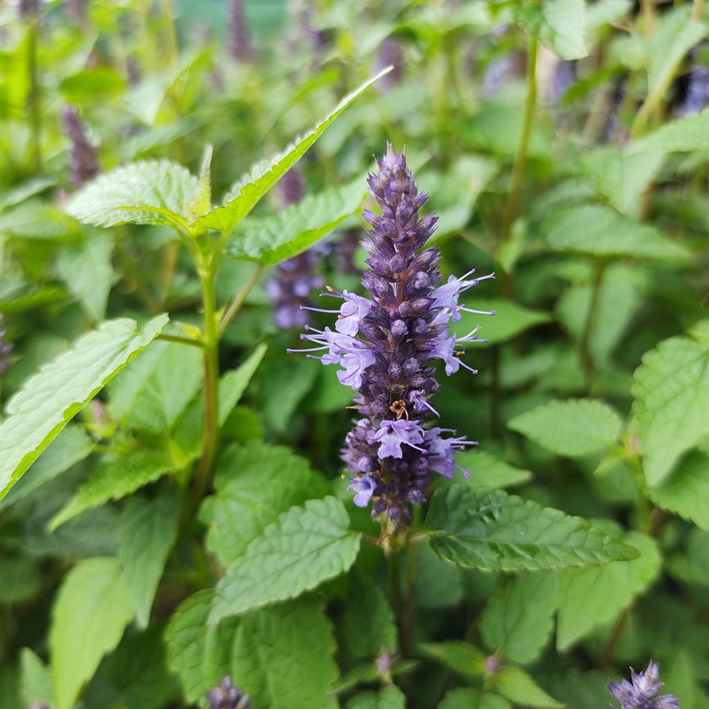 Agastache rugosa Little Adder