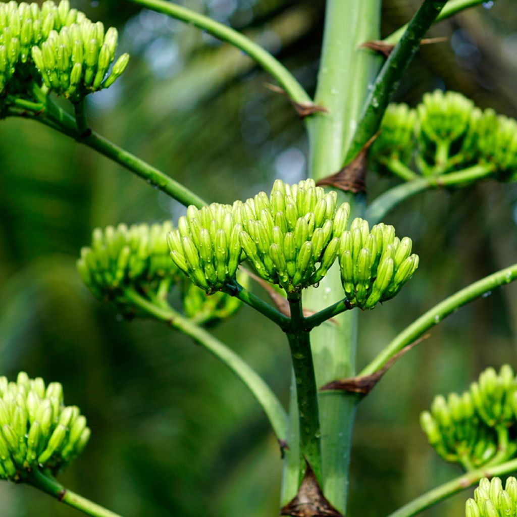 Agave chrysantha - Agave doré