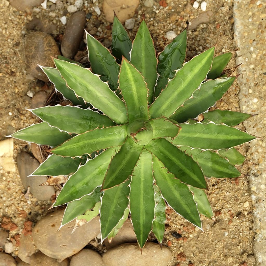 Agave lophantha - Agave à crête épineuse