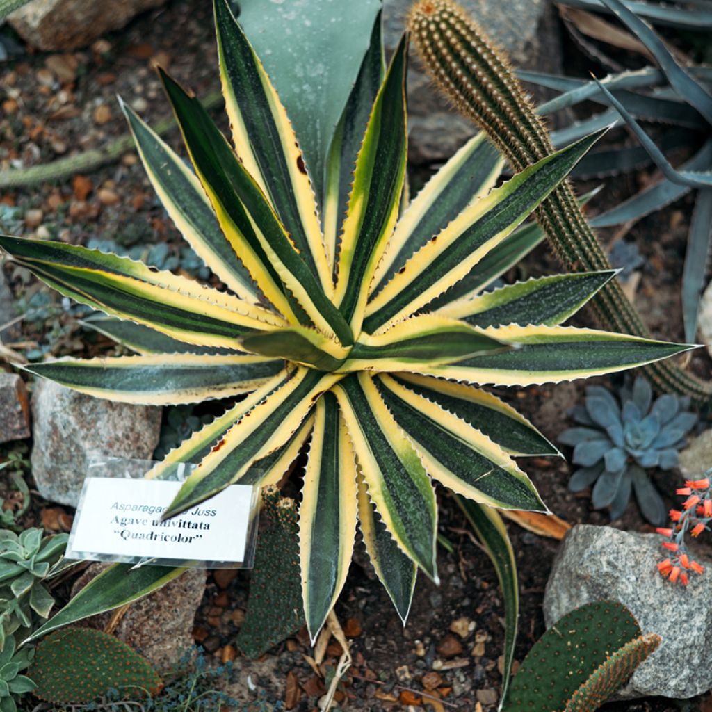 Agave lophantha Quadricolor - Agave à quatre couleurs
