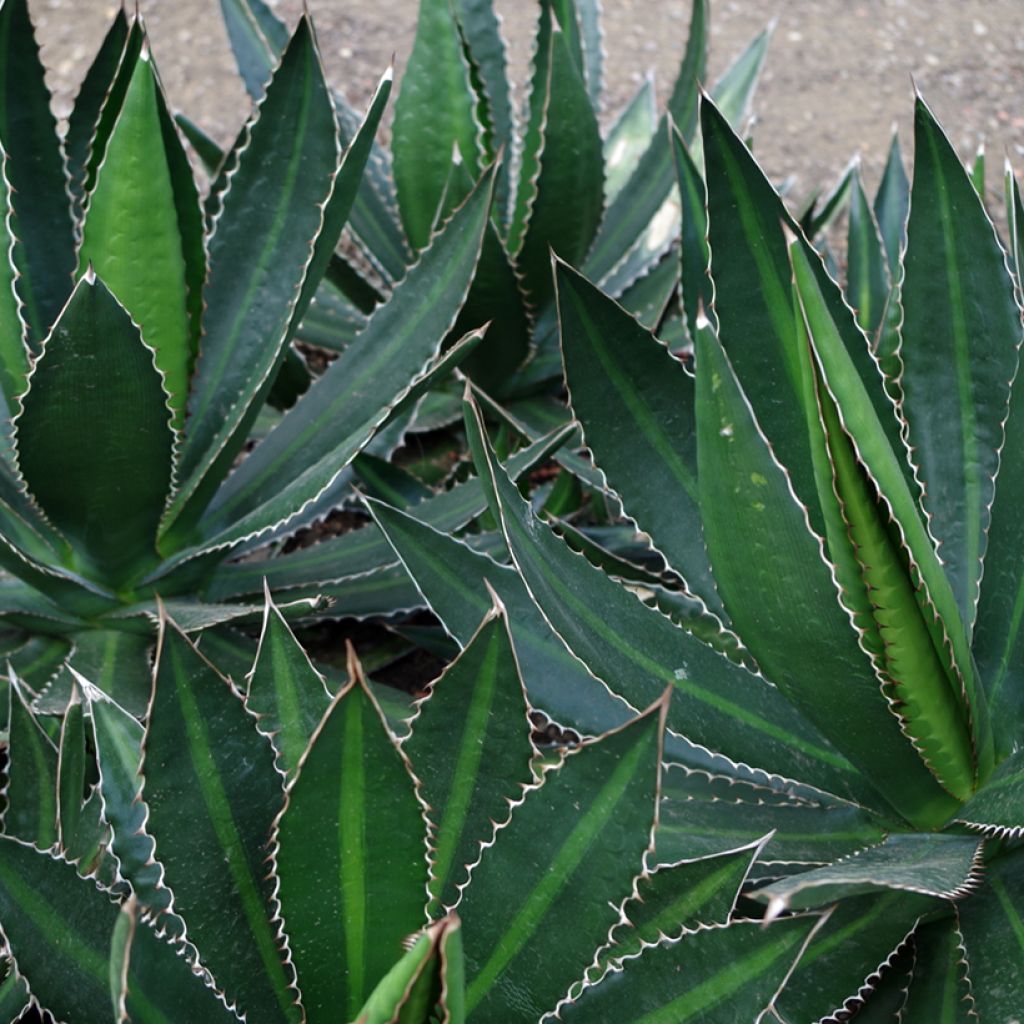 Agave lophantha Splendida - Agave bicolore