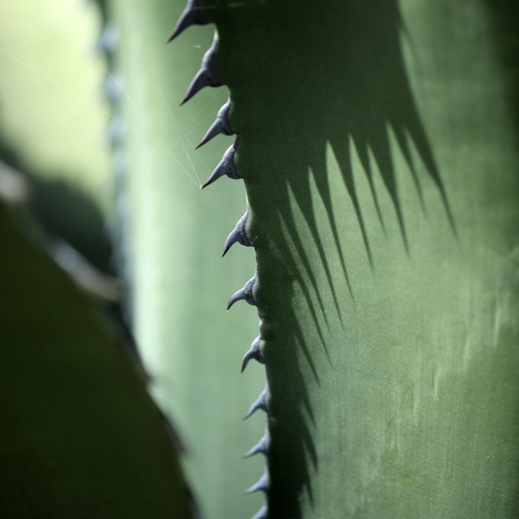 Agave salmiana subsp. crassispina