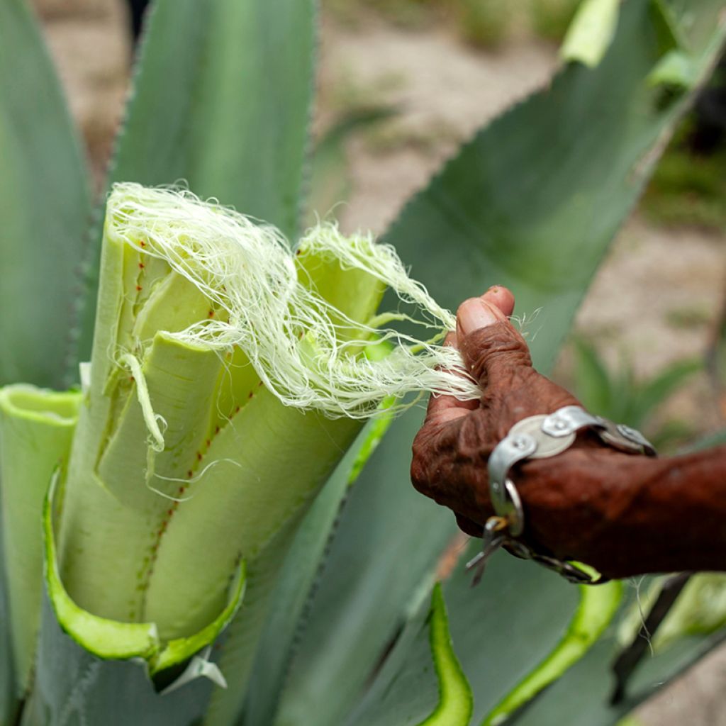 Agave sisalana - Sisal