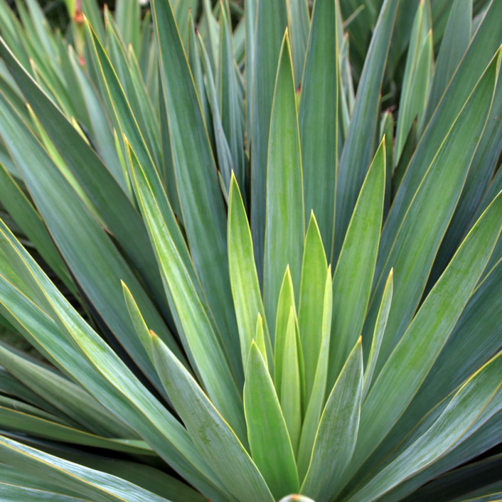 Agave sisalana - Sisal