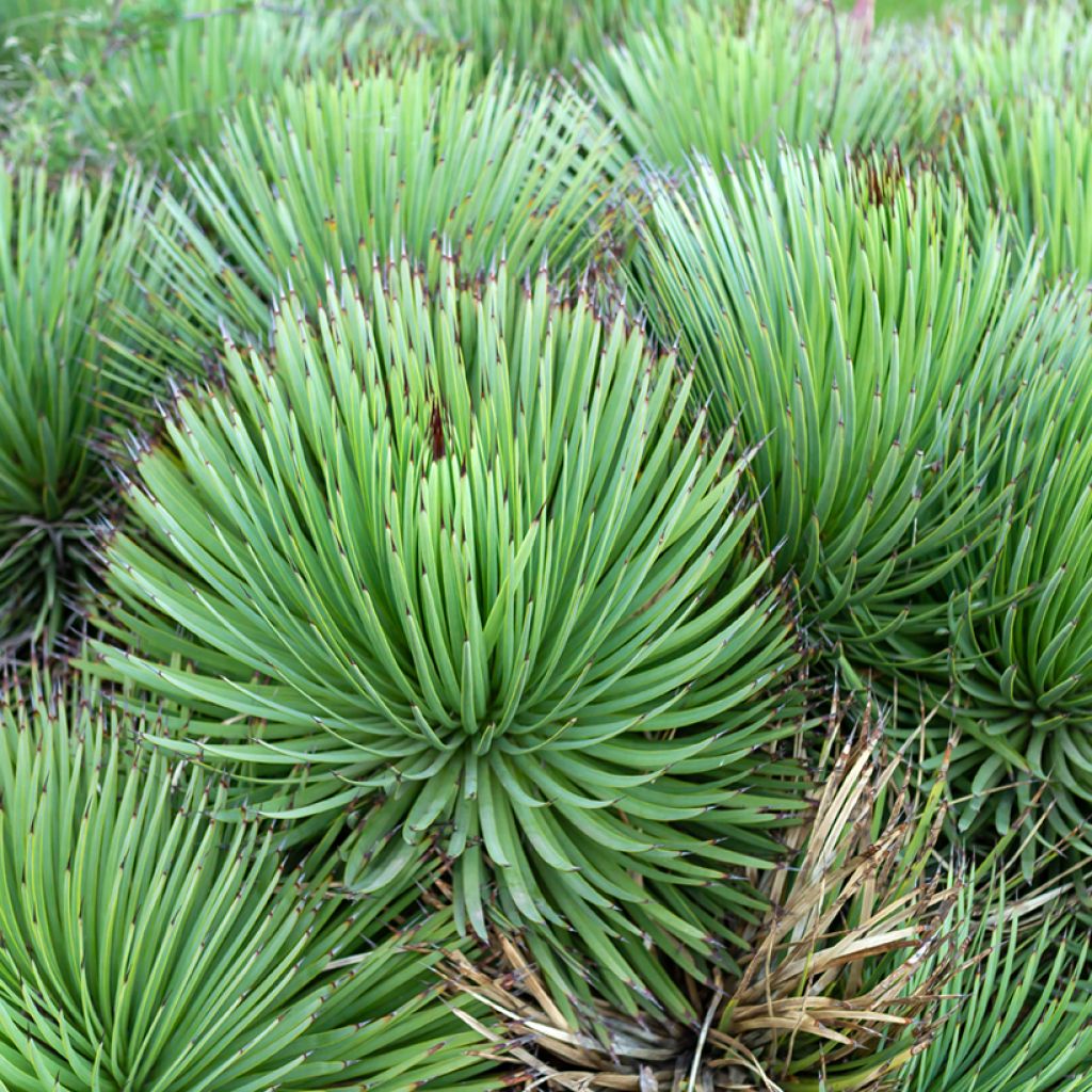 Agave stricta