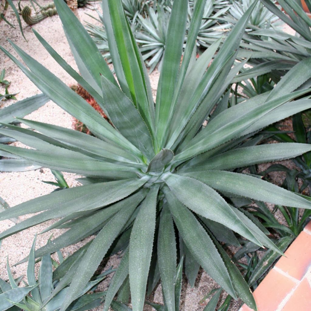 Agave fourcroydes - Henequen