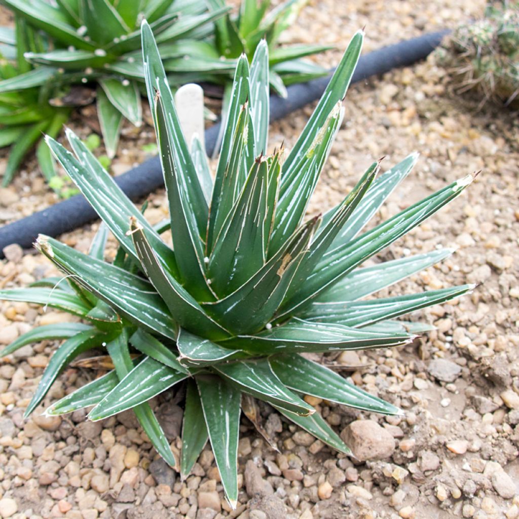 Agave victoriae reginae - Agave de la Reine Victoria