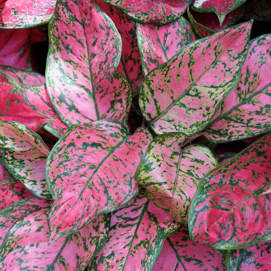 Aglaonema Red Valentine