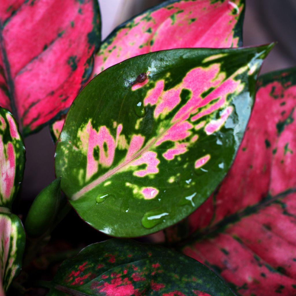 Aglaonema Red Valentine