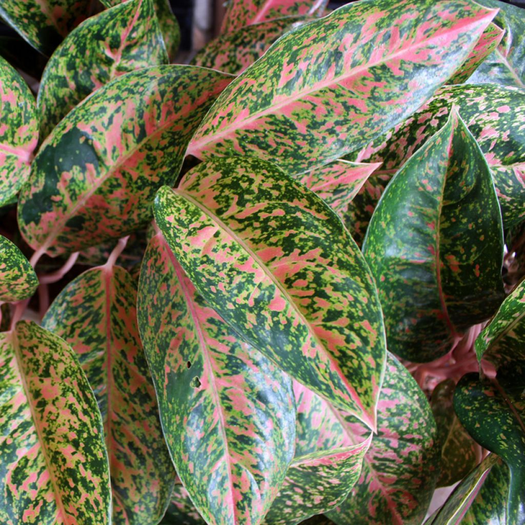 Aglaonema Red Valentine