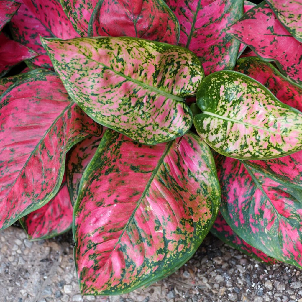 Aglaonema Red Valentine