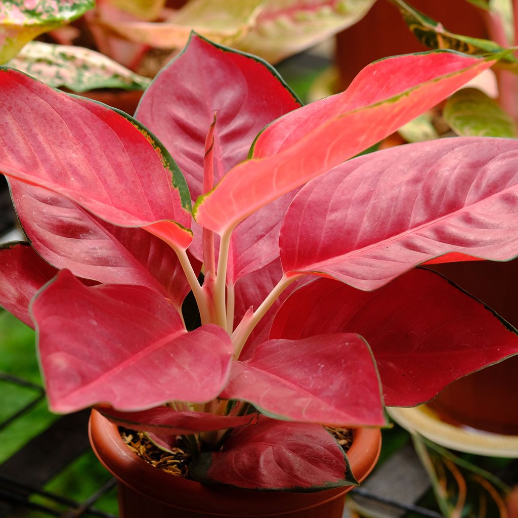 Aglaonema Rich Red