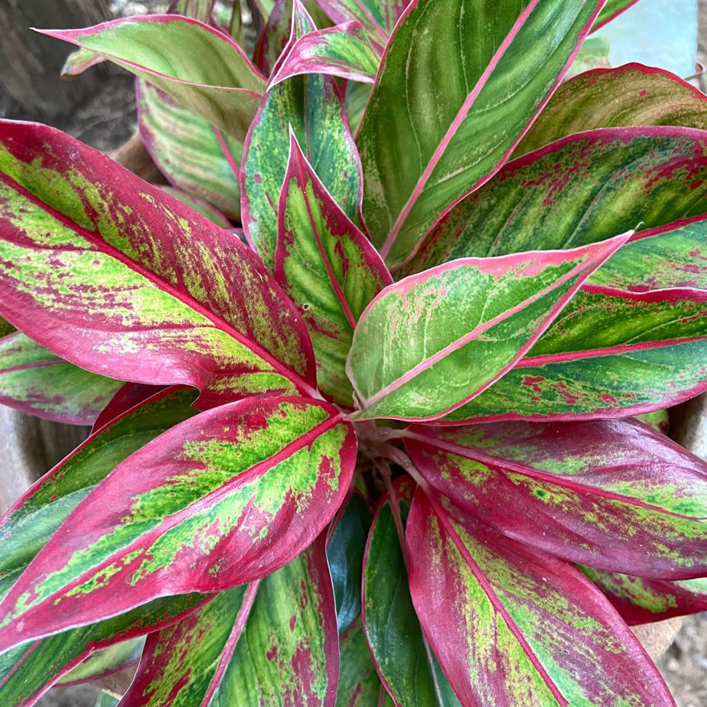 Aglaonema Siam Aurora